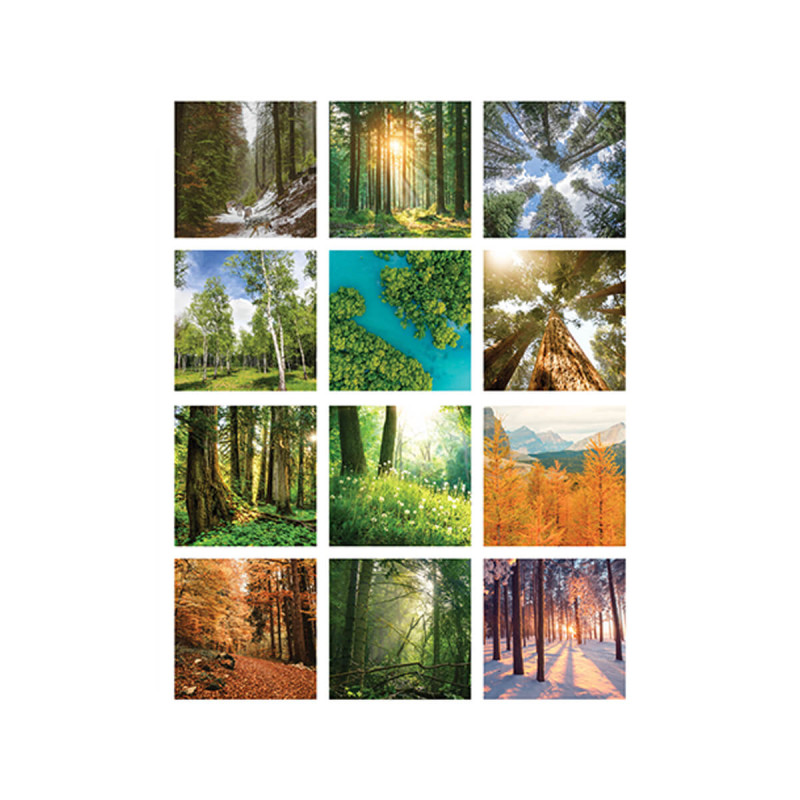 Stenski koledar, Gozdni zakladi, 2026, 201256, 33 x 54